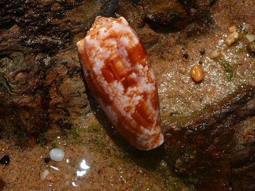 Photo of Geographic cone (Conus geographus)
