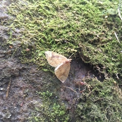 Eulithis populata