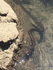 Thamnophis couchii