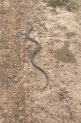 Eastern Brown Snake sighting