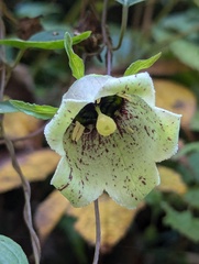 Codonopsis viridis, photograph (c) Sagnik Dutta Roy, some rights reserved (CC BY)