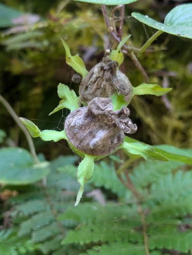 Codonopsis viridis, photograph 4
