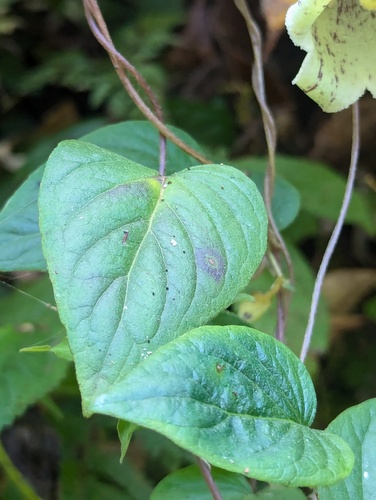 Codonopsis viridis, photograph 5