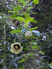 Codonopsis viridis