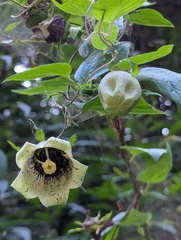 Codonopsis viridis, photograph (c) Sagnik Dutta Roy, some rights reserved (CC BY)