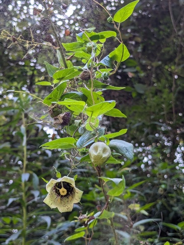 Codonopsis viridis, photograph 2