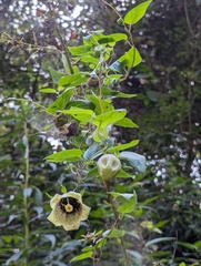 Codonopsis viridis, photograph (c) Sagnik Dutta Roy, some rights reserved (CC BY)