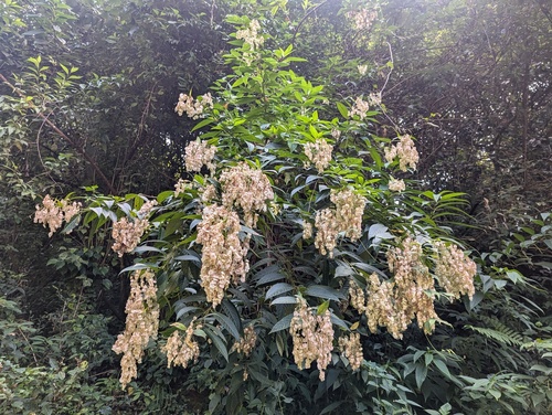 Dobinea vulgaris (Dobinea vulgaris)