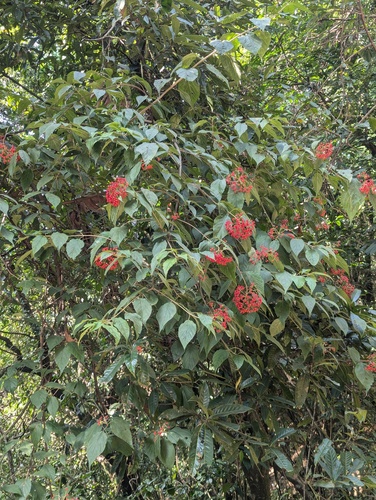 Viburnum mullaha, photograph 3