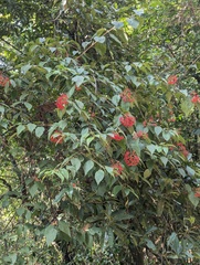 Viburnum mullaha, photograph (c) Sagnik Dutta Roy, some rights reserved (CC BY)