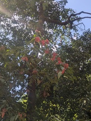 Viburnum mullaha, photograph (c) Sagnik Dutta Roy, some rights reserved (CC BY)
