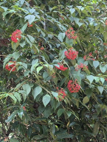 Viburnum mullaha