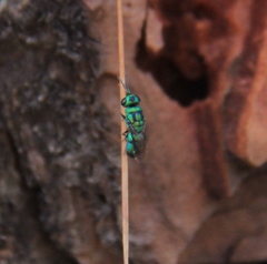 Chrysidoidea