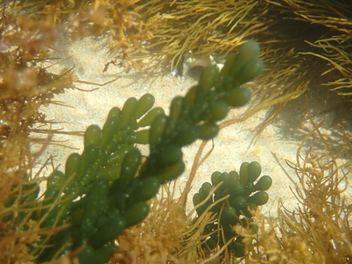 Image of Caulerpa cactoides by (c) ttsquid, some rights reserved (CC BY)