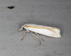 Crambus girardellus