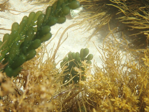 Image of Caulerpa cactoides by (c) ttsquid, some rights reserved (CC BY)