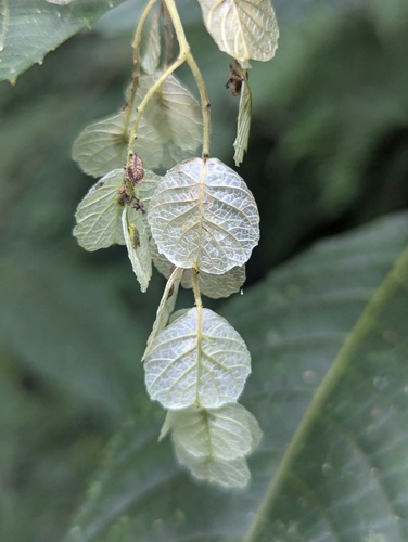 Dobinea vulgaris (Dobinea vulgaris)
