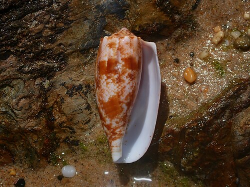Photo of Geographic cone (Conus geographus)