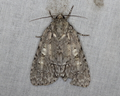 Acronicta modica