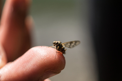 Athericidae