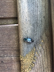 Buprestis octoguttata