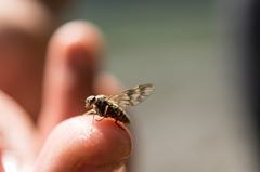 Athericidae