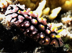 Phyllidia multifaria