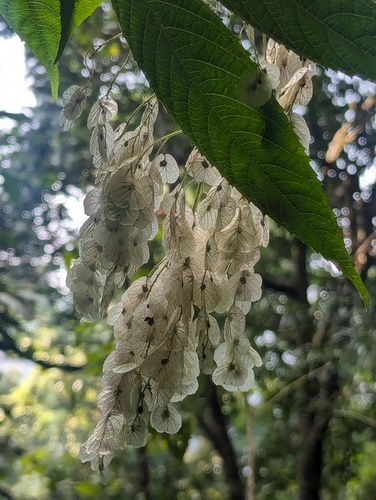 Dobinea vulgaris (Dobinea vulgaris)