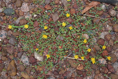 Image of Portulaca bicolor by (c) Thomas Mesaglio, some rights reserved (CC BY)