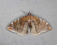 Eulithis molliculata