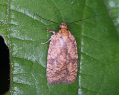 Agonopterix robiniella