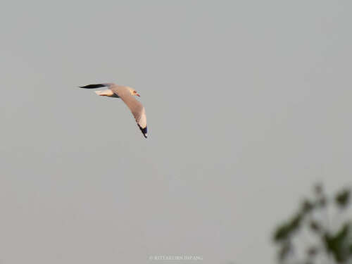 Brown-headed Gull｜棕头鸥 参考照片