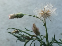 Erigeron divaricatus