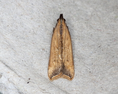 Dichomeris heriguronis