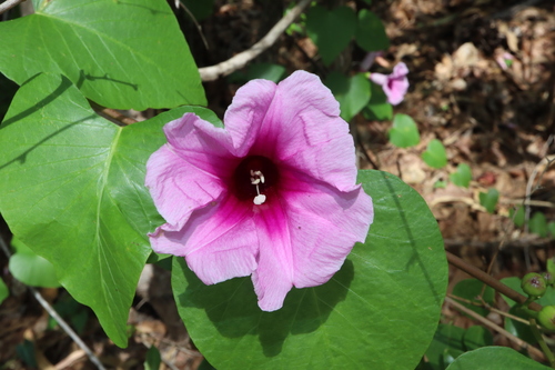 Image of Ipomoea abrupta by (c) Thomas Mesaglio, some rights reserved (CC BY)