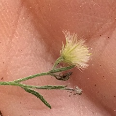 Erigeron divaricatus