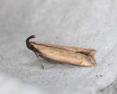 Dichomeris heriguronis