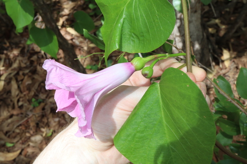 Image of Ipomoea abrupta by (c) Thomas Mesaglio, some rights reserved (CC BY)