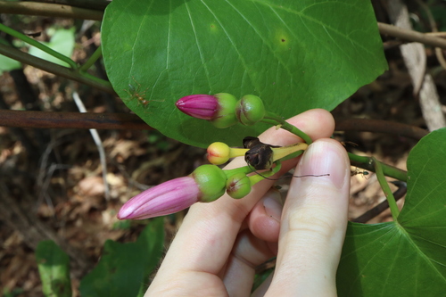 Image of Ipomoea abrupta by (c) Thomas Mesaglio, some rights reserved (CC BY)