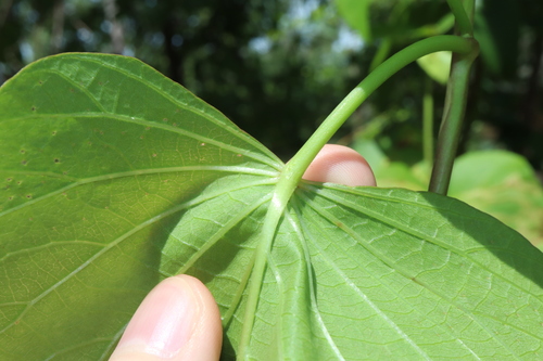 Image of Ipomoea abrupta by (c) Thomas Mesaglio, some rights reserved (CC BY)
