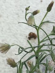 Erigeron divaricatus