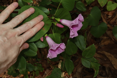 Image of Ipomoea abrupta by (c) Thomas Mesaglio, some rights reserved (CC BY)