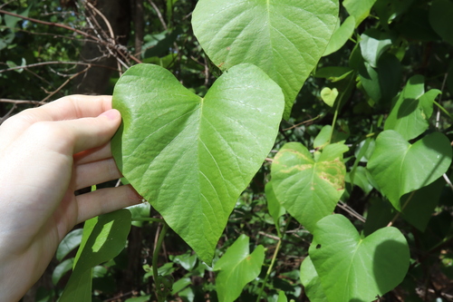 Image of Ipomoea abrupta by (c) Thomas Mesaglio, some rights reserved (CC BY)