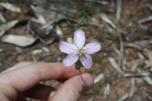 Drosera fulva (Drosera fulva)