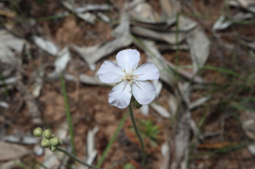 Drosera fulva