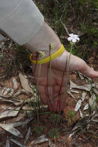 Drosera fulva