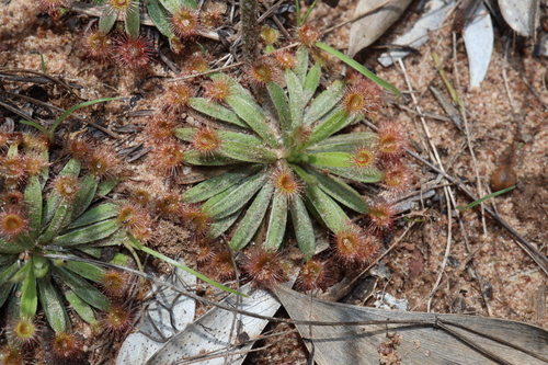 Drosera fulva