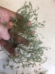 Erigeron divaricatus