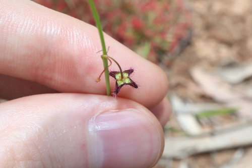 Ceropegia glabriflora