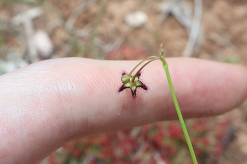Ceropegia glabriflora